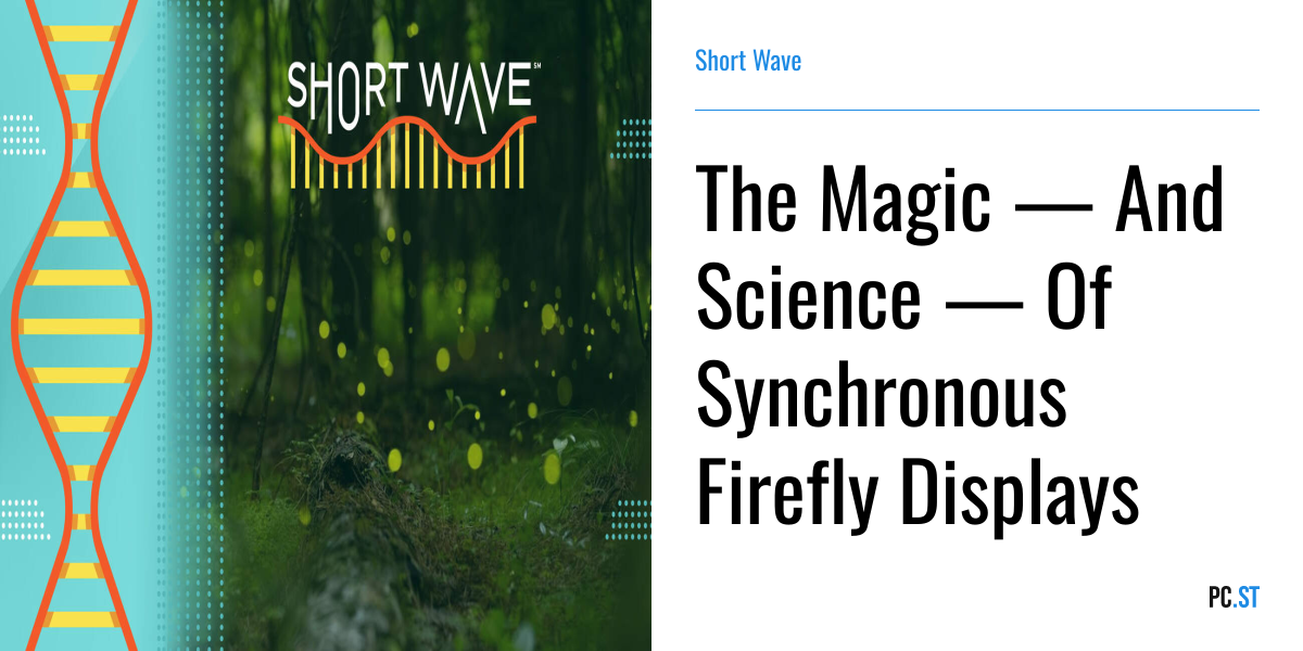 The Magic — And Science — Of Synchronous Firefly Displays – Short Wave ...
